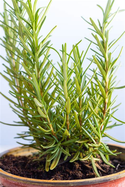 watering rosemary indoors